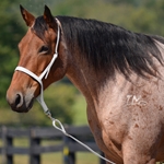 WHITE Western NOSEBAND & TIE DOWN made from BETA BIOTHANE