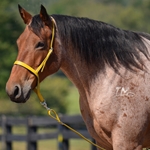 YELLOW Western NOSEBAND & TIE DOWN made from BETA BIOTHANE