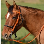 ORANGE Snap on Browband WESTERN BRIDLE made from BETA BIOTHANE