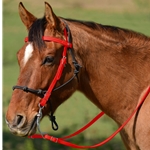 RED Snap on Browband WESTERN BRIDLE made from BETA BIOTHANE