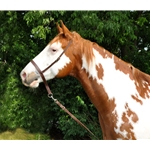 brown BETA BIOTHANE Tie Down and Western Noseband