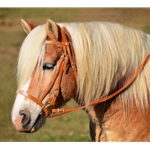 ORANGE ENGLISH HUNT BRIDLE Made from Beta Biothane