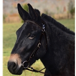 BLACK MULE BRIDLE made from BETA BIOTHANE