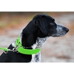 HUNT DOG COLLAR made from BETA BIOTHANE (Solid Colored)