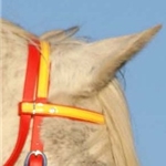 yellow BETA BIOTHANE Regular Browband