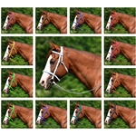 WHOLESALE - ENGLISH/WESTERN CONVERT-A-BRIDLE made from BETA BIOTHANE (Solid Colored)