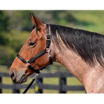 HORSE SIZE Turnout Halter made from BETA BIOTHANE