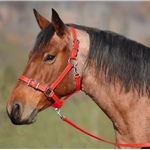 HORSE SIZE Buckle Nose Halter made from BETA BIOTHANE