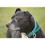 DOG COLLAR made from BETA BIOTHANE (Solid Colored)