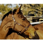 Two Horse Tack Sponsorship Request Form