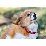 black SPOTTED Beta Biothane Dog Collar