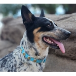 DOG COLLAR made from BETA BIOTHANE (with Texas Star Conchos)