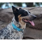 black BETA BIOTHANE Dog Collar with TEXAS STAR Conchos