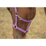 Buy A Orchid Purple Beta Biothane Halter at Two Horse Tack