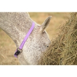 Orchid Beta Biothane Turnout Neck Collar for Horses