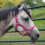 Buy A Raspberry Pink Beta Biothane Halter at Two Horse Tack