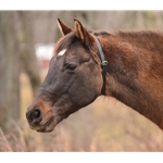 Black Beta Biothane Turnout Neck Collar for Horses