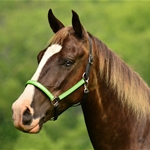 limegreen REFLECTIVE Quick Change Halter Bridle with Snap on Browband