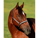 black REFLECTIVE Quick Change Halter Bridle with Snap on Browband