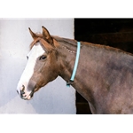 Dusty Turquoise Beta Biothane Turnout Neck Collar for Horses
