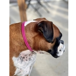 Wine/Maroon Beta Biothane Dog Collar - Any Size