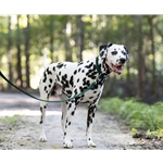 Hunter/Dark Green Beta Biothane Dog Collar - Any Size