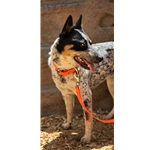 Hunters Orange Beta Biothane Dog Collar - Any Size