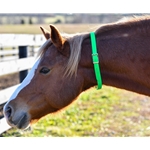 Lime/Neon Green Beta Biothane Horse Neck Collar - Any Size, Any Style