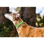 Lime/Neon Green Beta Biothane Dog Collar - Any Size