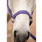 Purple Beta Biothane Halter - Any Size, Any Style