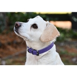 Beta Biothane Dog Collar - Any Size