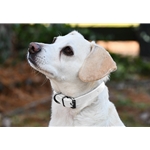 White Beta Biothane Dog Collar - Any Size