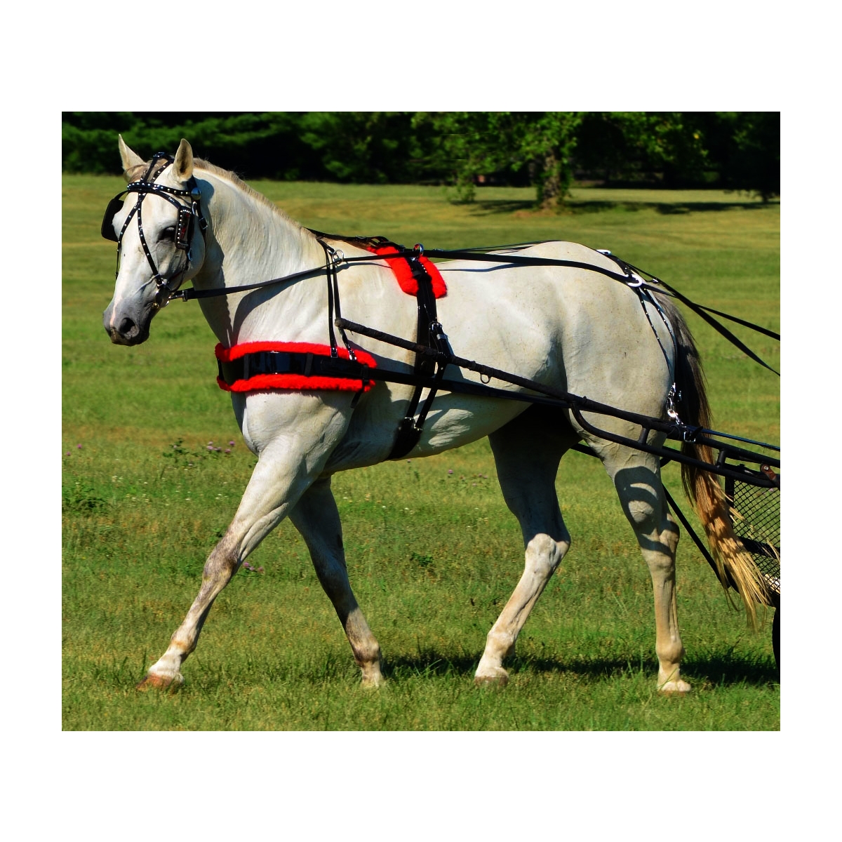 NEW BIOTHANE QUICK HITCH HORSE HARNESS YELLOW & BLACK FULL  SIZE 
