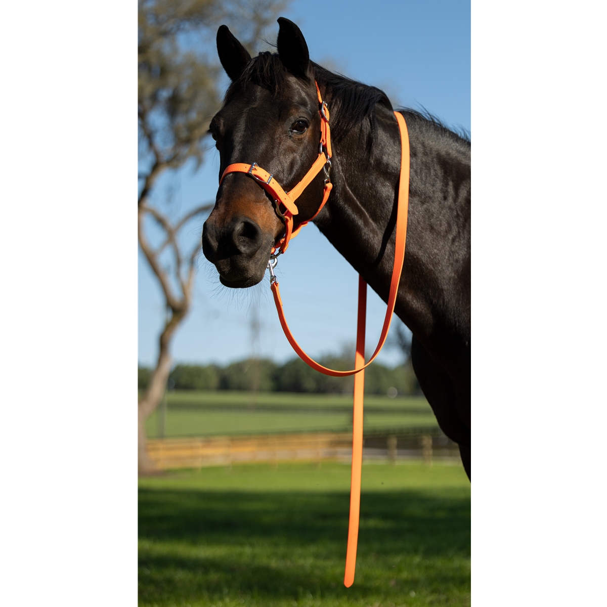 Buckle Nose Safety Halter & Lead