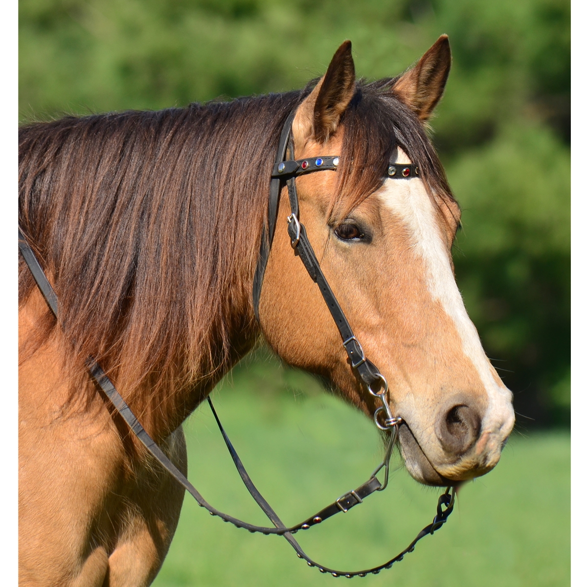 Western Bridle On Horse