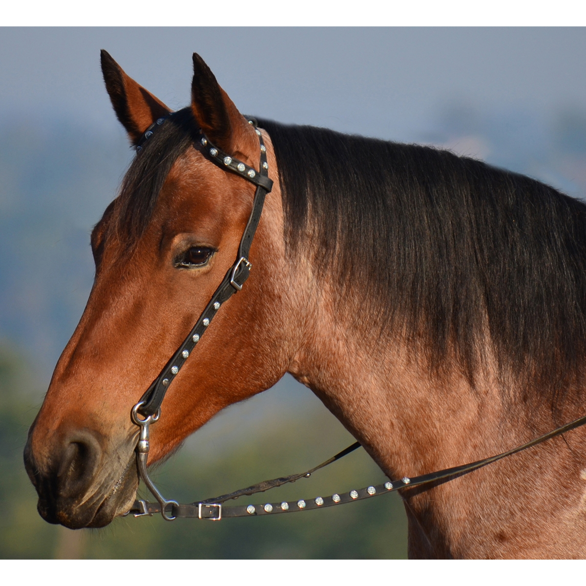 Turquoise Blue & Chocolate Brown Western Headstall and Breast