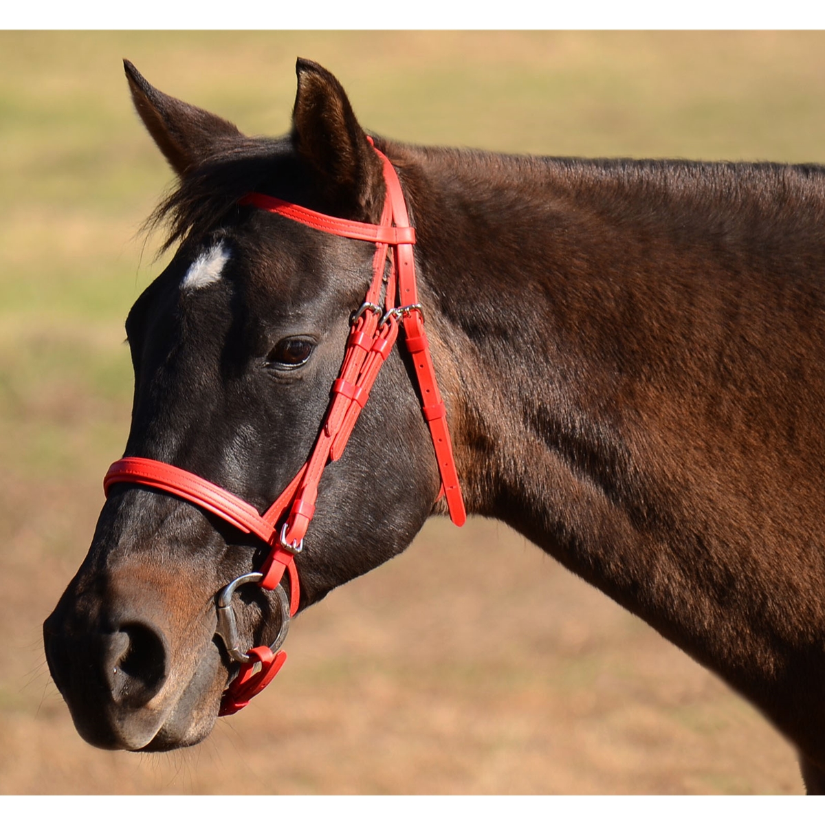 BETA BIOTHANE Racing Bridle