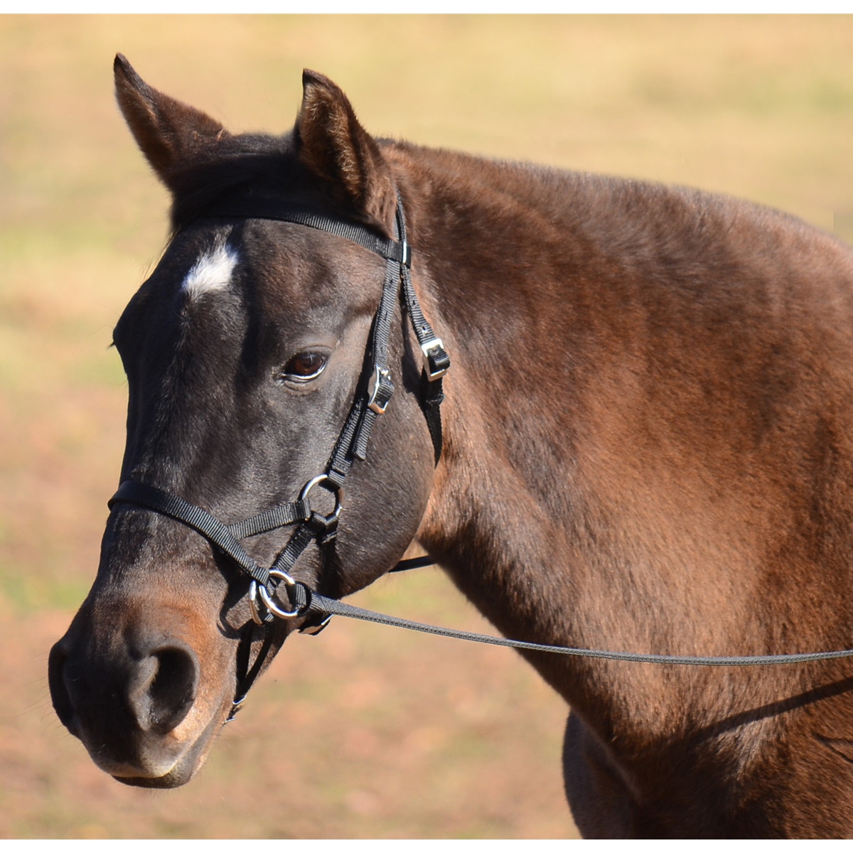 Pony bitless bridle, light Pink, lilac, and purple pony bitless bridle ...