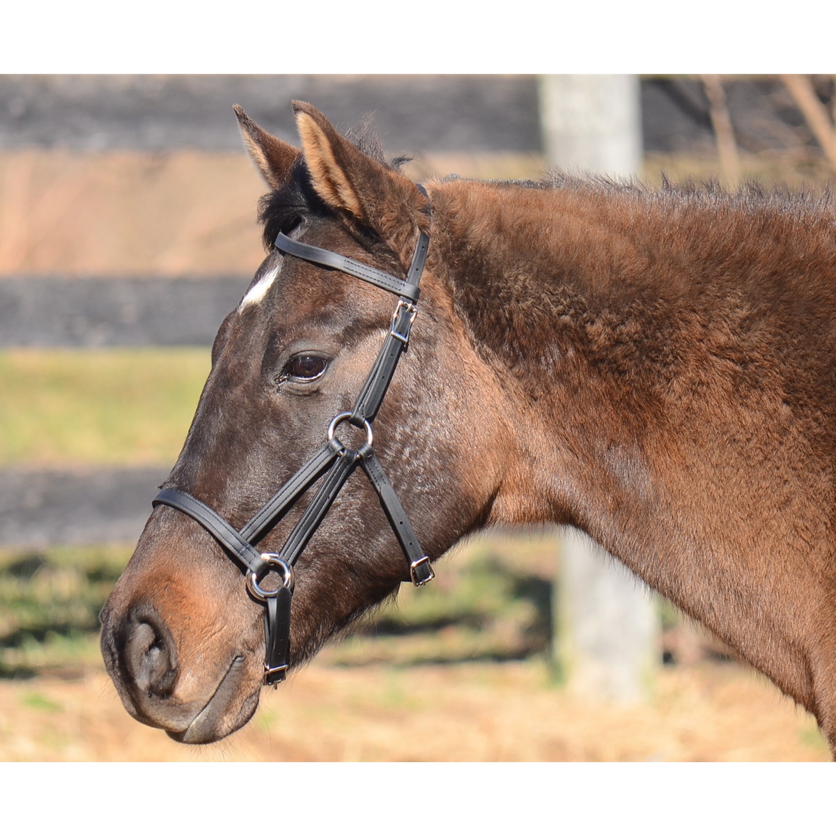 PONY SIZE Any Color SIDEPULL Bitless BRIDLE & REINS made w Beta Biothane 