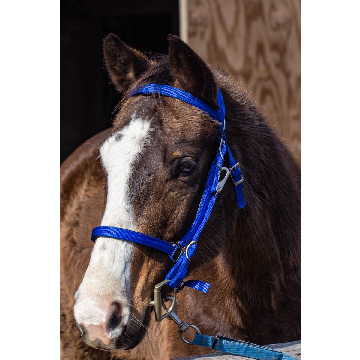 NYLON Halter Bridle with Bit Hangers