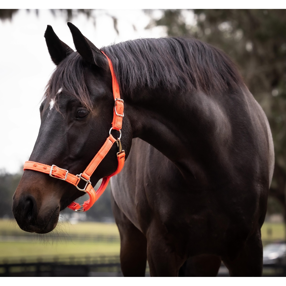 Buckle Nose Safety Halter & Lead