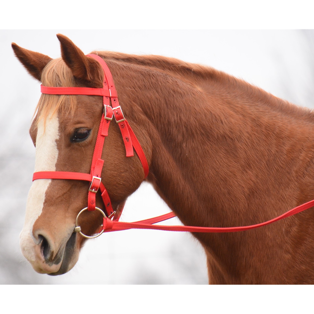Nylon outlet horse tack
