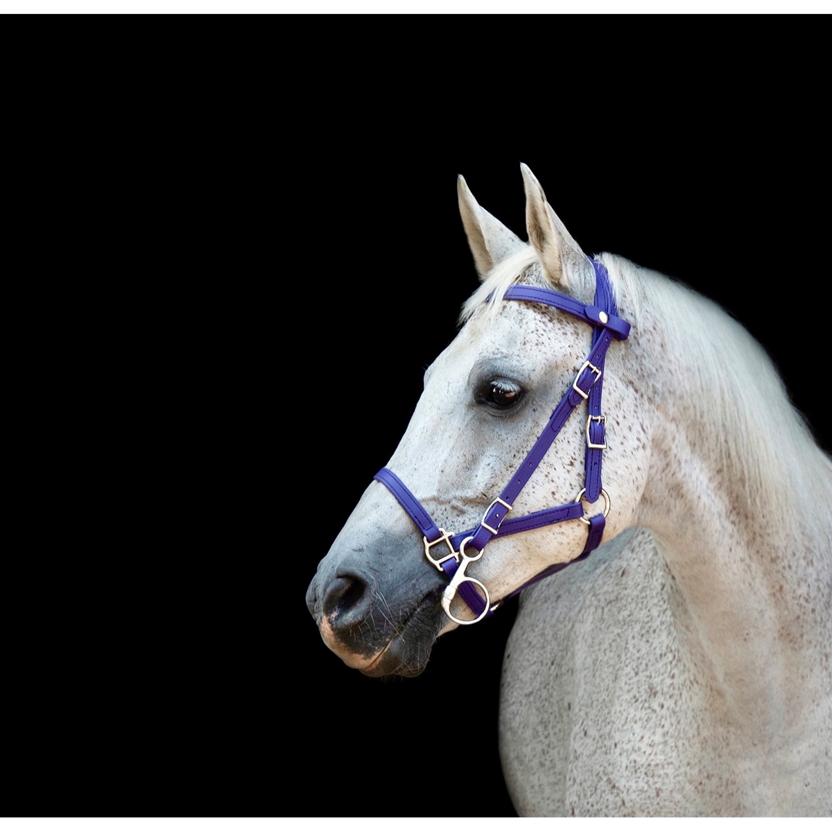 Two Horse Tack COB Size Beta Biothane Halter Bridle With Bit Hangers & Reins (Any Color)