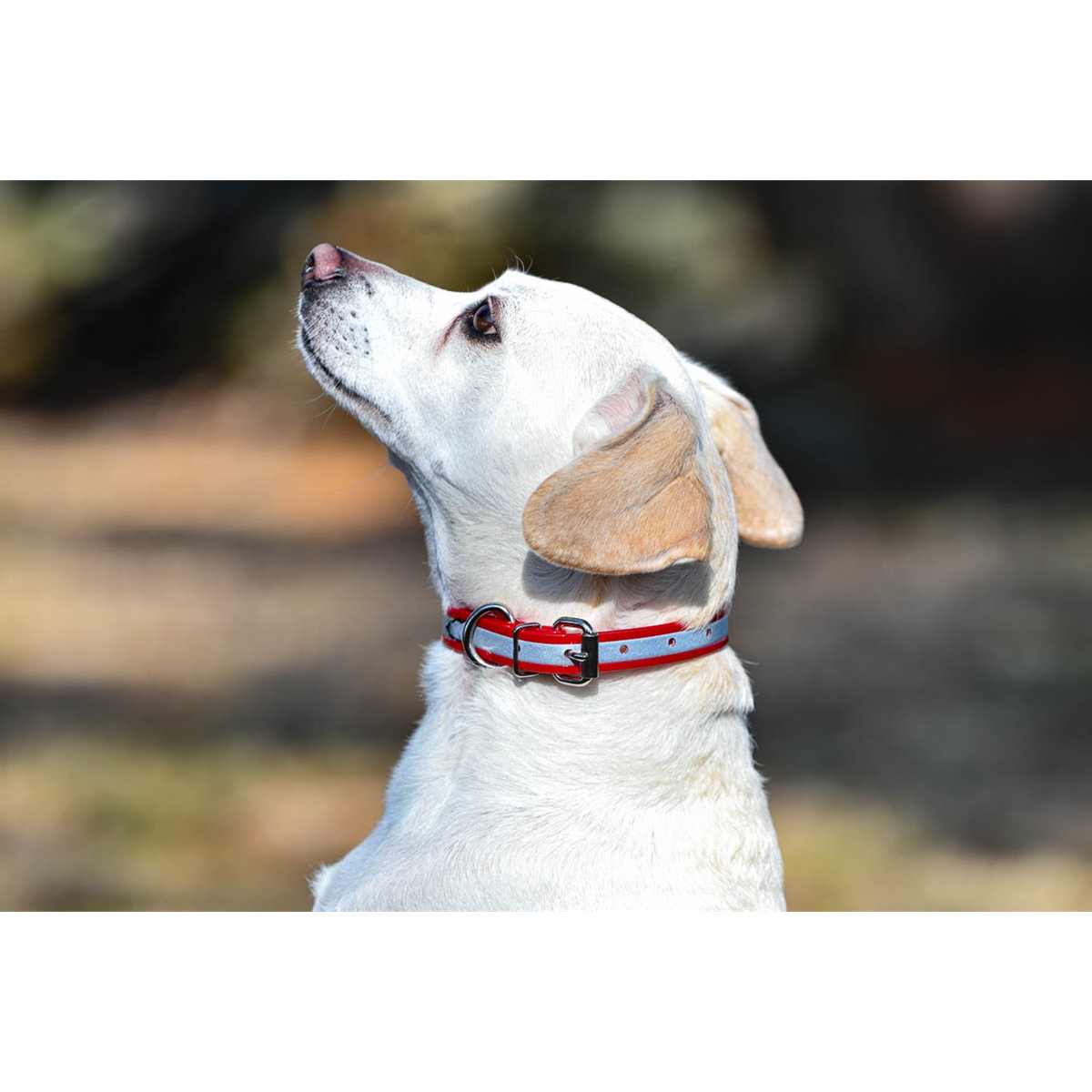 1 Premium Glow Tuff Reflective Dog Collar with Custom Brass Name Tag