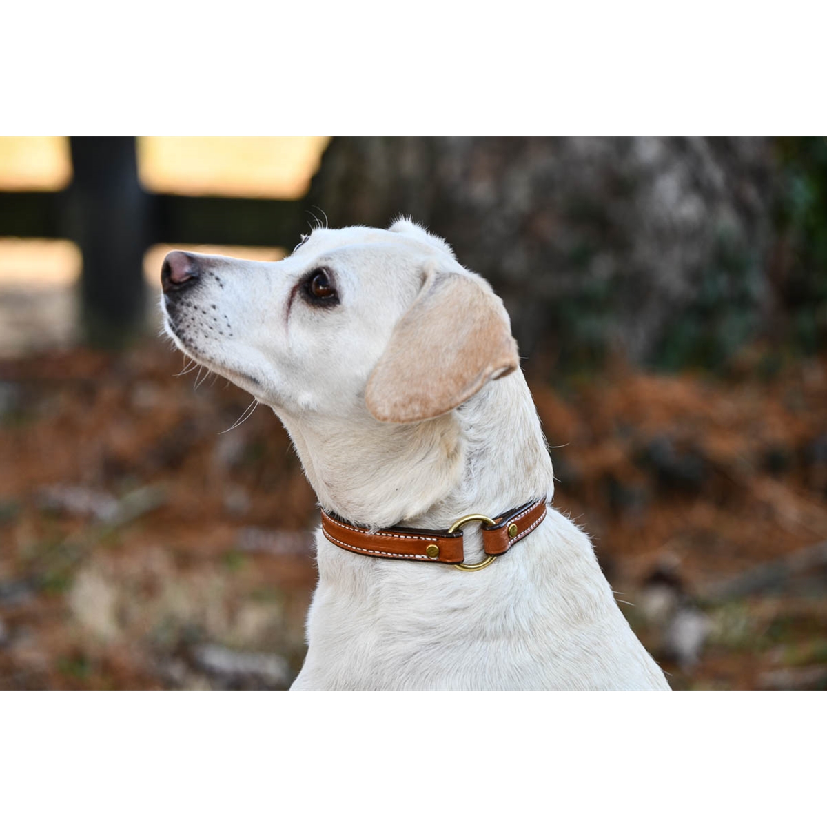 5/8 Leather Dog Collar Double Stitched Solid Brass Hardware