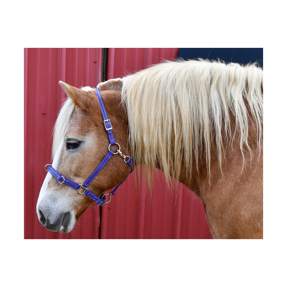 Shetland/Small pony and Pony Size Lunge Cavesson Leather/Webbing MINI Shetland 