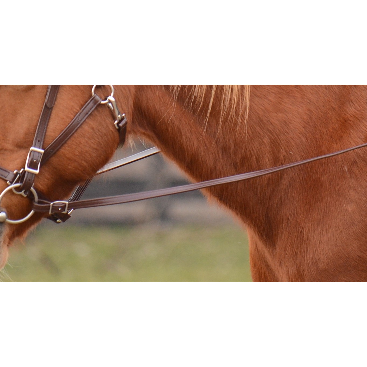 Continental reins with beta biothane draft Continental reins with beta biothane draft