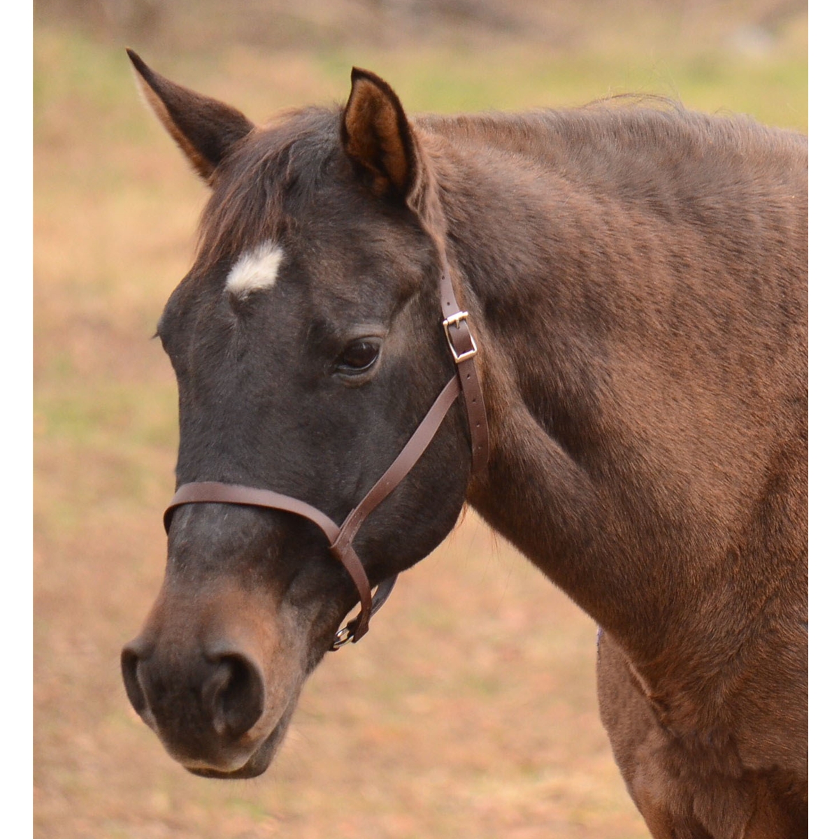 horse halters for sale