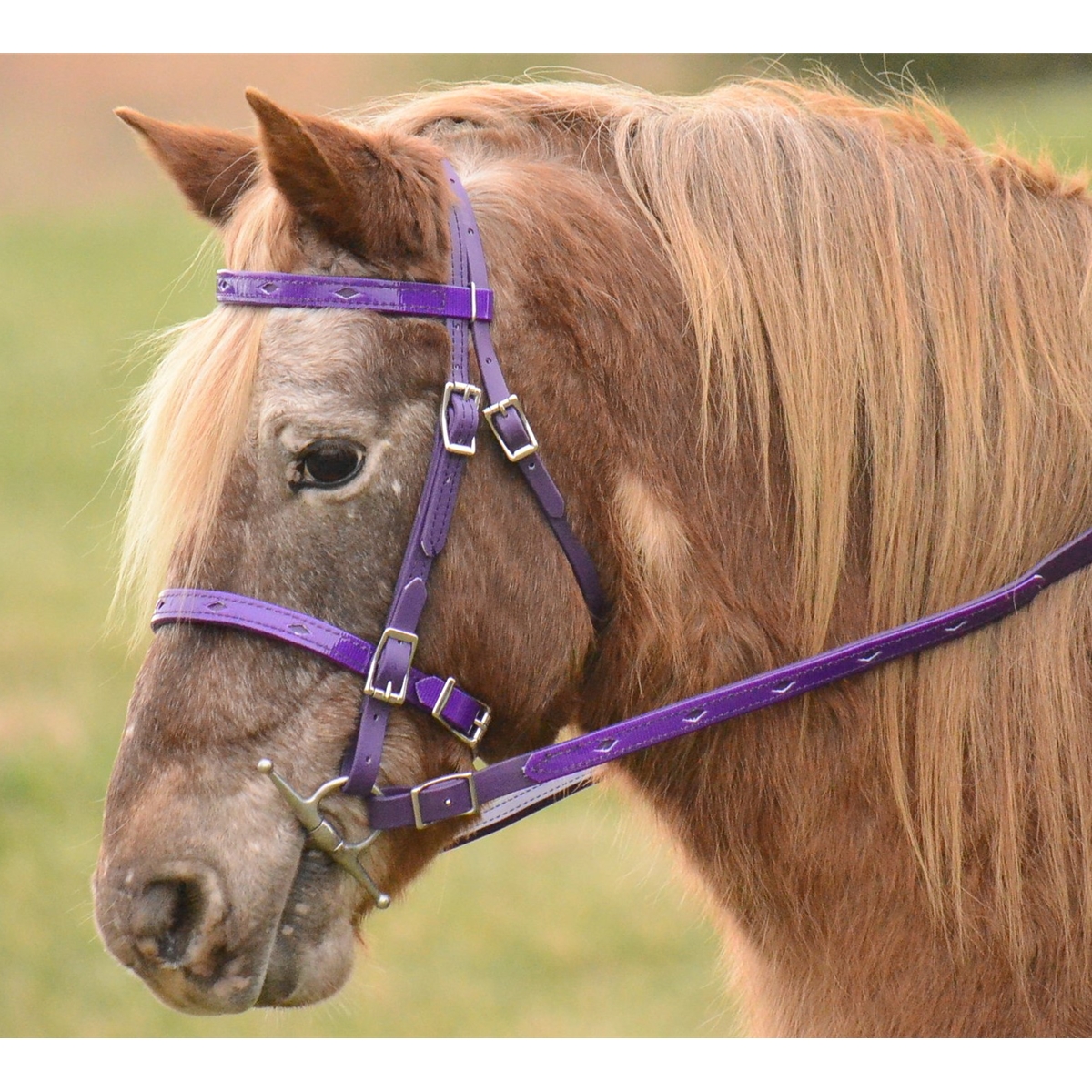 Bridles for sale discount