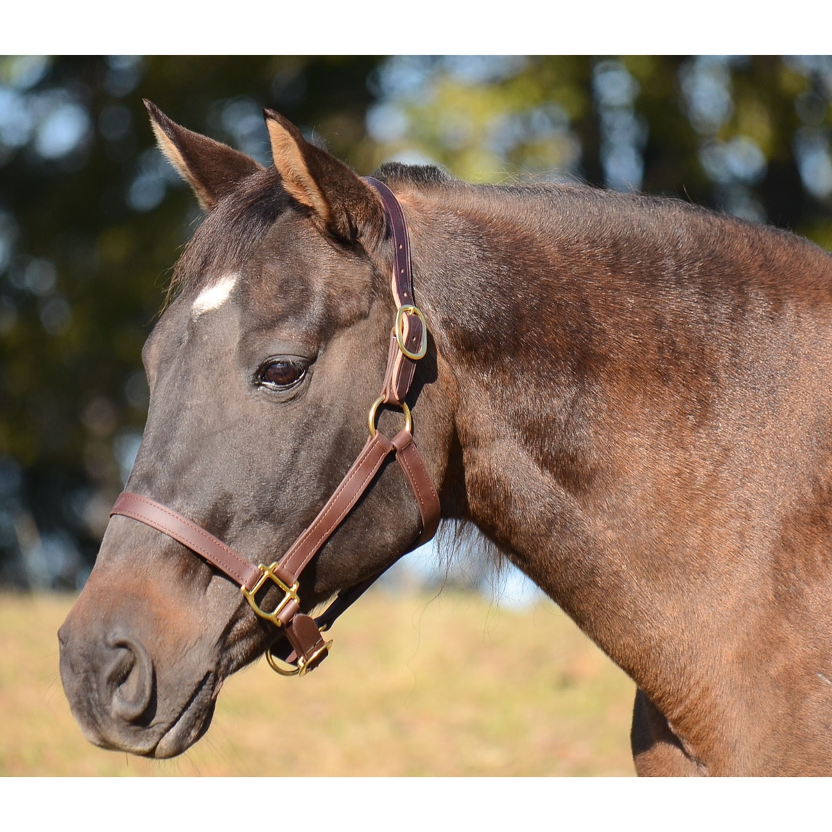 horse halters for sale